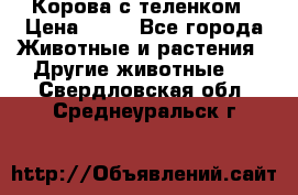 Корова с теленком › Цена ­ 69 - Все города Животные и растения » Другие животные   . Свердловская обл.,Среднеуральск г.